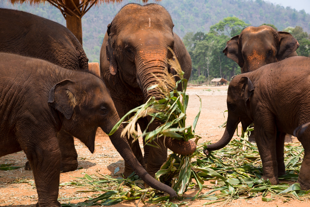 Elephants in Thailand